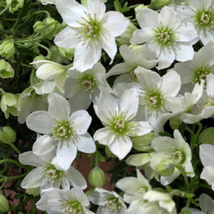 Clematis 'Joe'