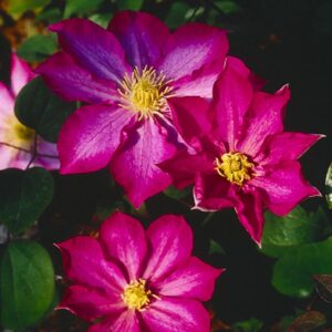 Clematis 'Kakio' (PINK CHAMPAGNE)