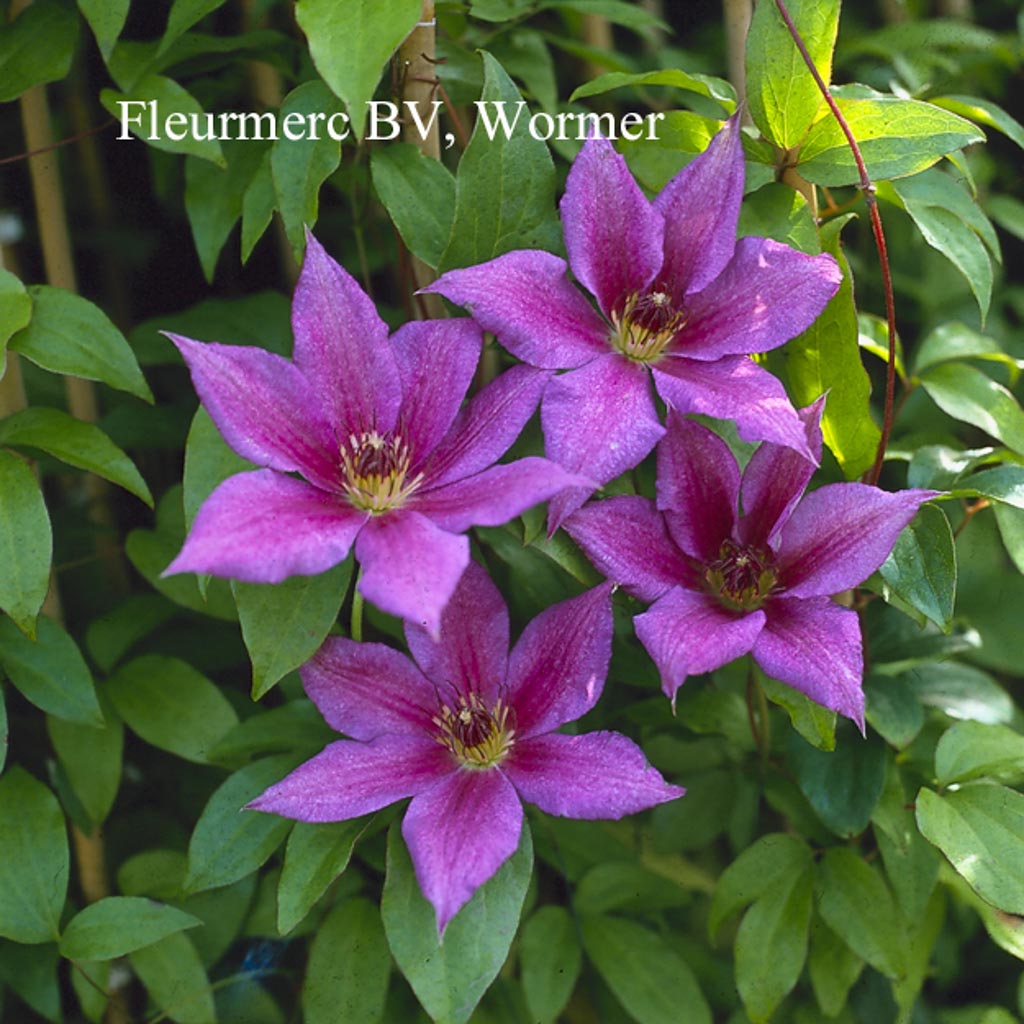 Clematis 'Kathleen Dunford'