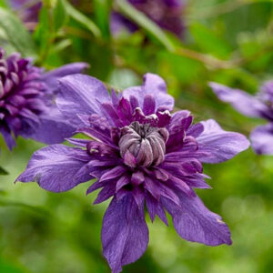 Clematis 'Kokonoe'