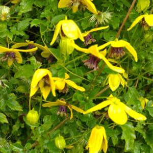 Clematis 'Kugotia' (GOLDEN TIARA)