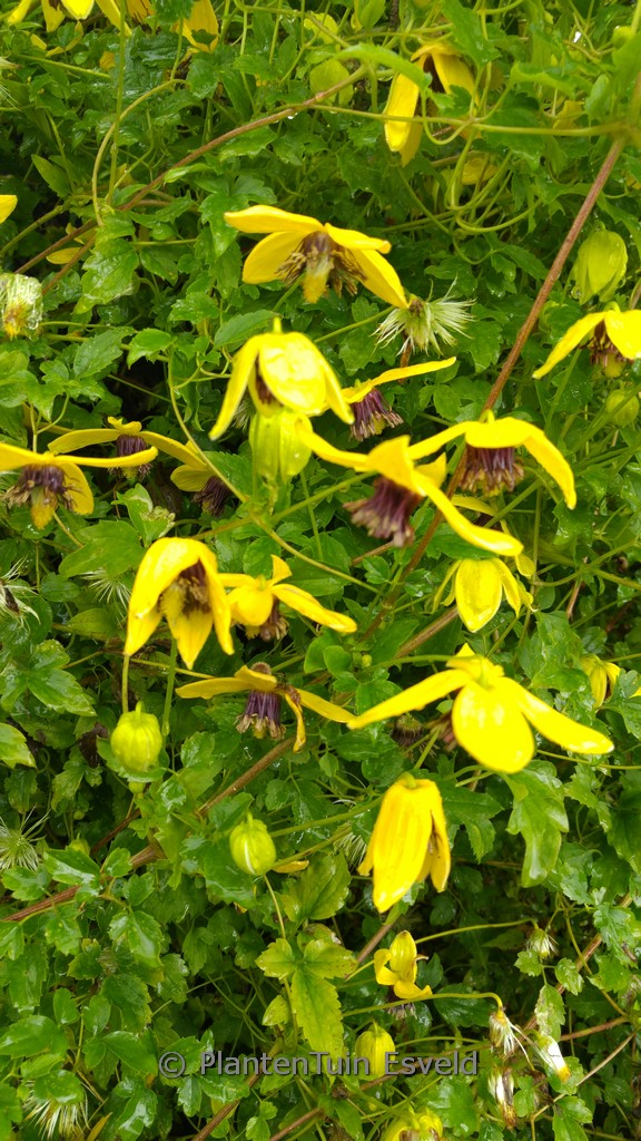 Clematis 'Kugotia' (GOLDEN TIARA)