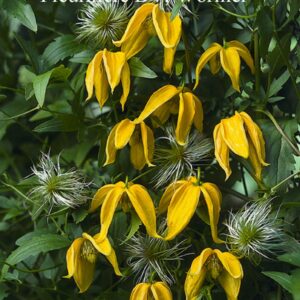 Clematis 'Lambton Park'