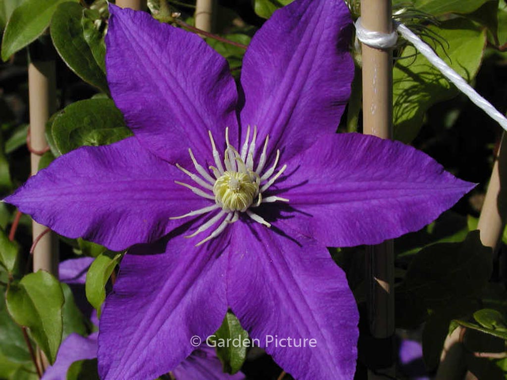 Clematis 'Lasurstern'