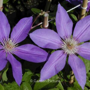 Clematis 'Lawsoniana'