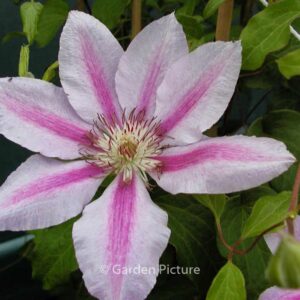 Clematis 'Love Jewelry'