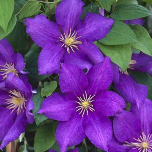 Clematis 'Luther Burbank'