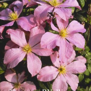 Clematis 'Madame Baron Veillard'