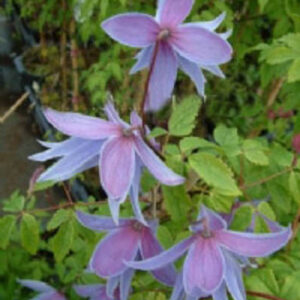 Clematis 'Maidwell Hall'