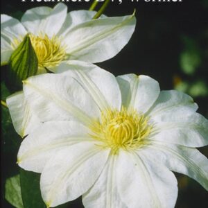 Clematis 'Manshuu Ki' (WADA'S PRIMROSE)