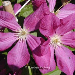 Clematis 'Margot Koster'