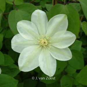 Clematis 'Mary-Claire'