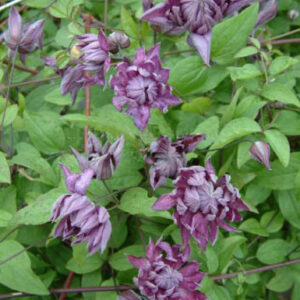 Clematis 'Mary Rose'