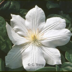 Clematis 'Mevrouw Le Coultre'