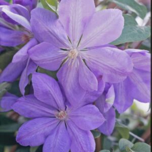 Clematis 'Mrs. Cholmondeley'