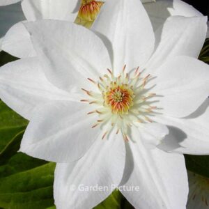 Clematis 'Mrs. George Jackman'