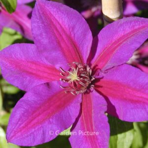 Clematis 'Mrs. N. Thompson'