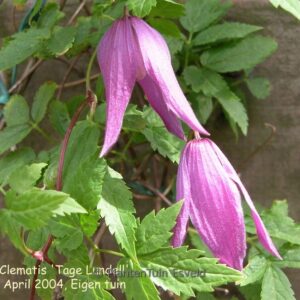 Clematis 'Mrs. Tage Lundell'