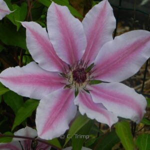 Clematis 'Nelly Moser'