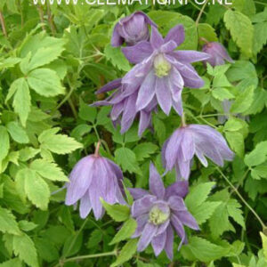 Clematis 'Ola Howells'
