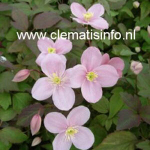 Clematis 'Olga'
