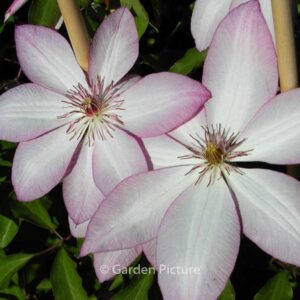 Clematis 'Omoshiro'