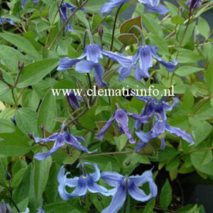 Clematis 'Ozawa Blue'