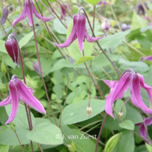 Clematis 'Pangbourne Pink'