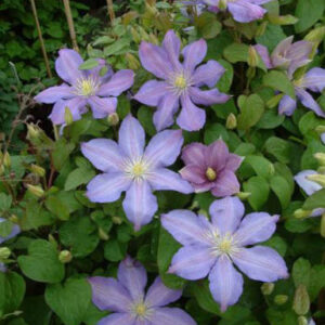 Clematis 'Paola'