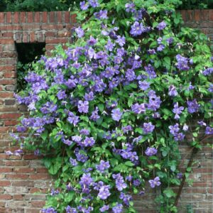 Clematis 'Perle d'Azur'