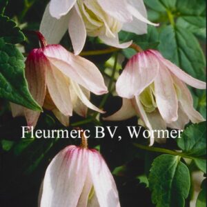 Clematis 'Pink Flamingo'