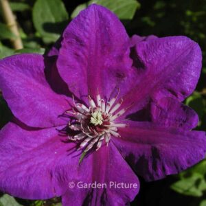 Clematis 'Polish Spirit'