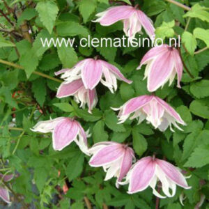 Clematis 'Propertius'
