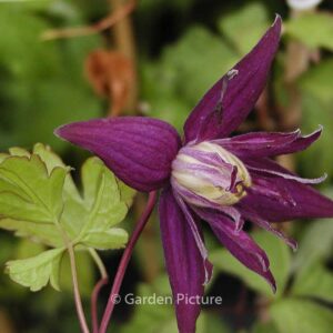 Clematis 'Purple Spider'