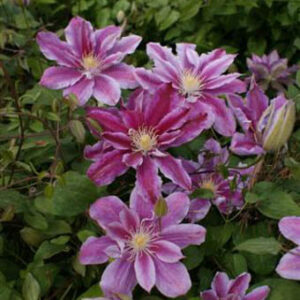 Clematis 'Ragamuffin'