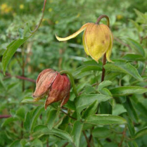 Clematis 'Red Ballon'