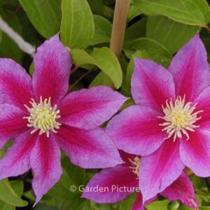 Clematis 'Red Pearl'