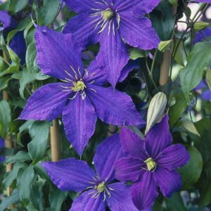 Clematis 'Rhapsody'