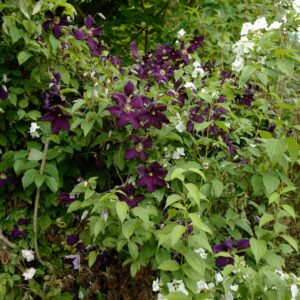 Clematis 'Romantika'