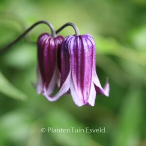 Clematis 'Rooguchi'