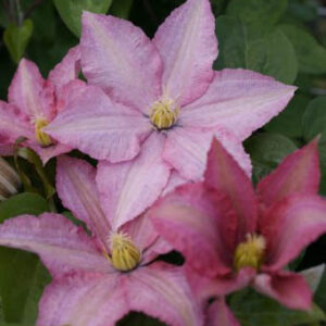 Clematis 'Rosamunde'