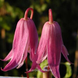 Clematis 'Rosy o'Grady'