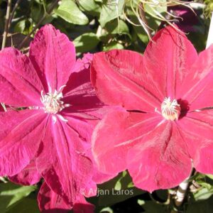 Clematis 'Rouge Cardinal'