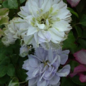 Clematis 'Ruriokoshi'