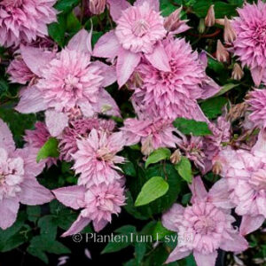 Clematis 'ST17333' (MULTI PINK)