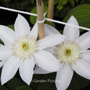 Clematis 'Sakurahime' (ETOILE NACREE)