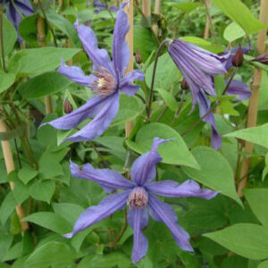 Clematis 'Sizaja Ptitsa'