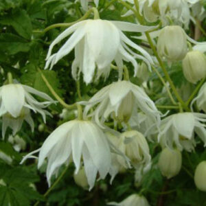 Clematis 'Snowbird'