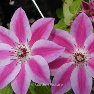 Clematis 'Souvenir du Capitaine Thuilloux'