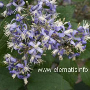Clematis 'Stanislaus' (I AM STANISLAUS)